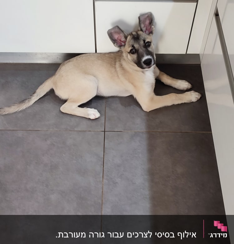 כלב שוכב על רצפת מטבח